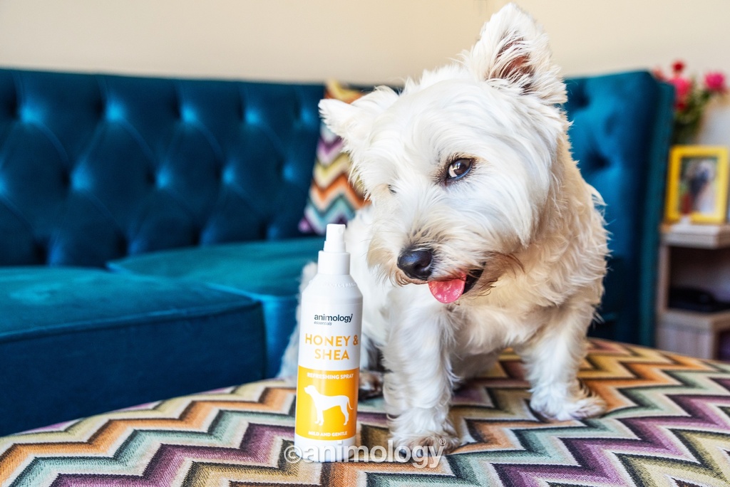 ANIMOLOGY ESSENTIALS HONEY AND SHEA SHAMPOO PARA PERROS 250ML