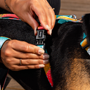 CACHORREIROS ARNÉS H PITAYA TALLA G (L)