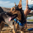 CACHORREIROS ARNES ANTITIRONES INDIGO TALLA M